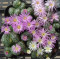 C.obcordellum 1452.41 - Seed